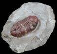 Red Barrandeops Trilobite - Hmar Laghdad, Morocco #39845-2